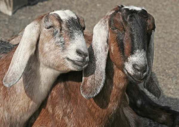 Duas cabras fêmeas — Fotografia de Stock