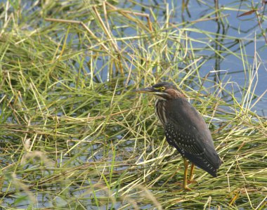 vahşi yeşil balıkçıl kuşu ayakta marsh çimen