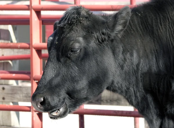 Zblízka černé krávy — Stock fotografie
