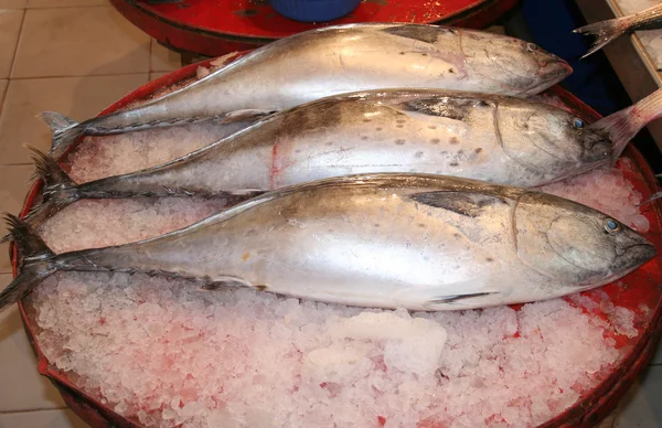 Catch of The Day Fishes ждет покупателей в Fish Monger — стоковое фото