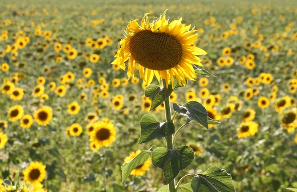 Zonnebloemvelden van kozan, Turkije — Stockfoto