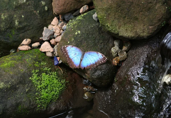 Borboleta azul Morpho em pé sobre uma rocha molhada musgosa — Fotografia de Stock