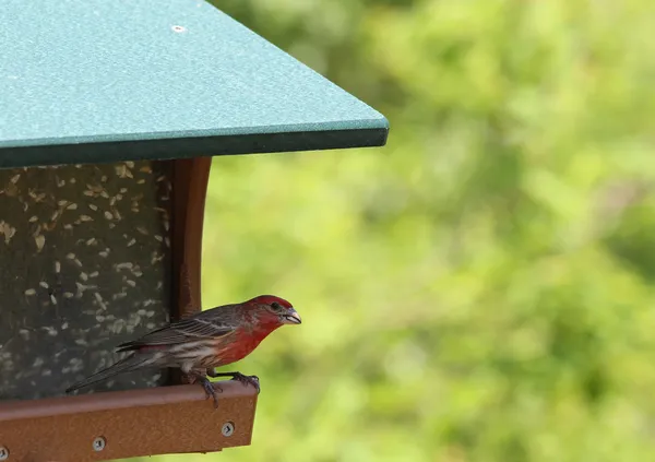 Um Finch da casa masculina comendo uma semente de girassol de um alimentador de pássaros Imagens De Bancos De Imagens