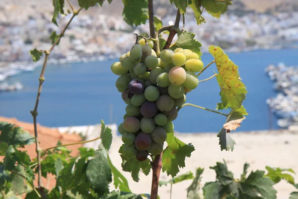 Organic Greek Grapes on vine with Kalymnos Island Background — Stock Photo, Image