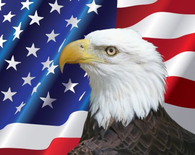 ABD bayrağı arka plan ile Bald eagle portresi