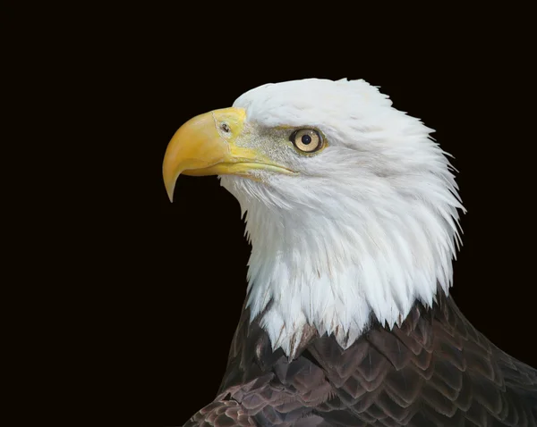 Amerikanischer Weißkopfseeadler isoliert auf schwarz — Stockfoto