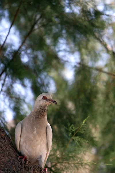 Bir güvercin portresi — Stok fotoğraf