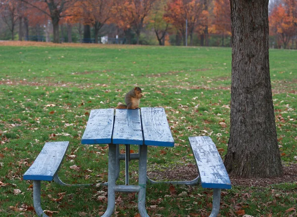 Écureuil manger un morceau de pain sur la table de pique-nique dans un jour d'automne — Photo