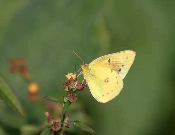 Hermosa mariposa amarilla alimentándose de plantas silvestres — Foto de Stock