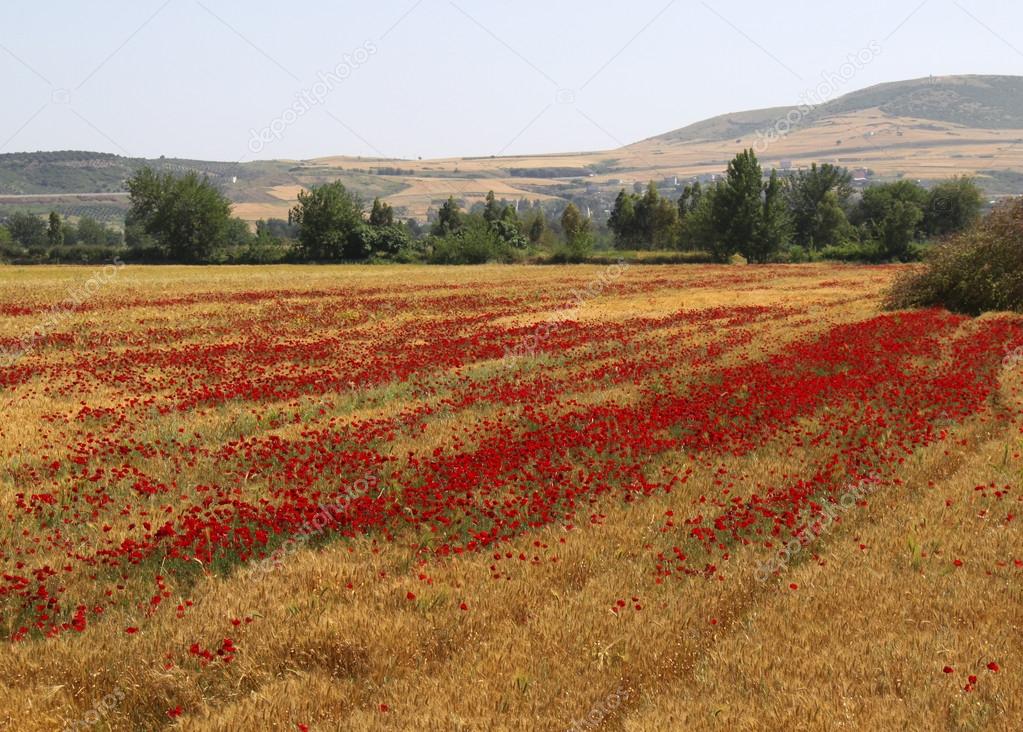 Red Poppy flowers in Wheat Field near small village