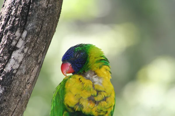 Веселка Lorikeet спати на дереві — стокове фото