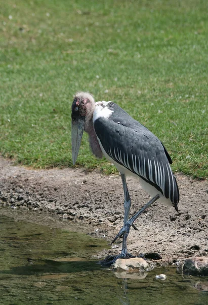 Marabou stork — Stockfoto