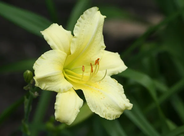 Yellow Lily Flower — Stock Photo, Image