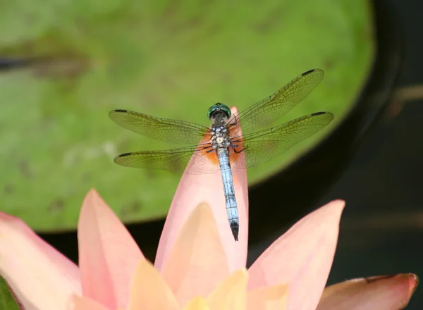 Gros plan d'une libellule sur nénuphar rose — Photo