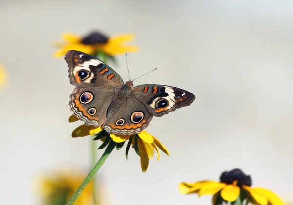 Bella farfalla su fiore susan dagli occhi neri — Foto Stock