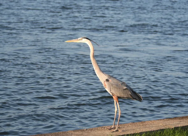 Heron Bird Em pé junto ao oceano — Fotografia de Stock