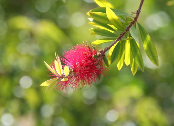 Rosa botella cepillo árbol flor —  Fotos de Stock