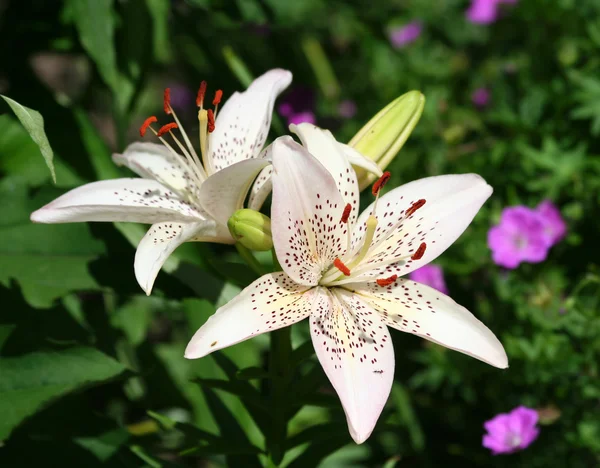 Hermosa asiática lirio flores — Foto de Stock