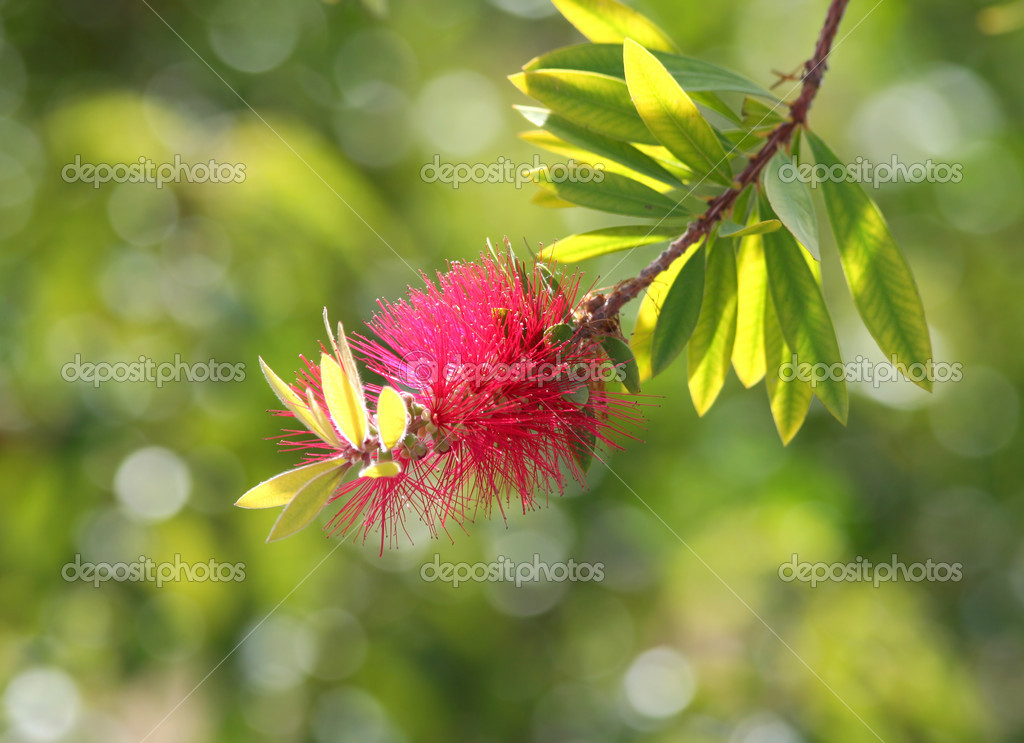 ピンクのボトル ブラシの木の花 ストック写真 C Ctppix ピンクのボトル ブラシの木の花 ストック写真 C Ctppix