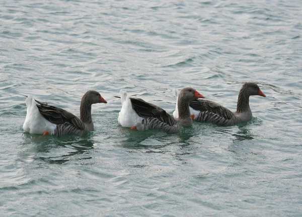 Три гуся плавают в воде — стоковое фото