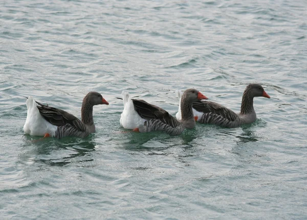 Drei Gänse schwimmen im Wasser — Stockfoto