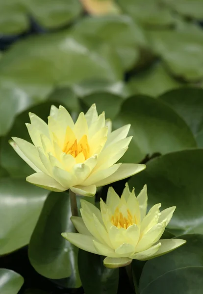 Gele waterlelies met groene waterlelies — Stockfoto