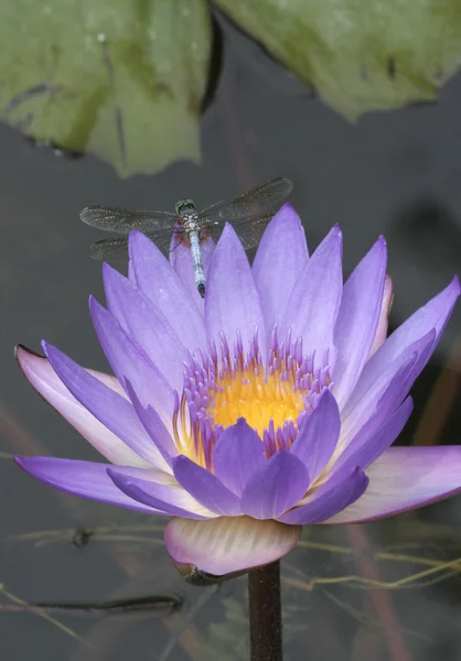Dragonfly op paarse waterlily — Stockfoto