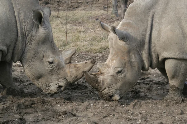 Deux rhinocéros blancs se poussant les uns les autres de leurs cornes — Photo