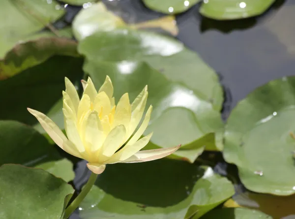 Nénuphar jaune avec nénuphars verts — Photo