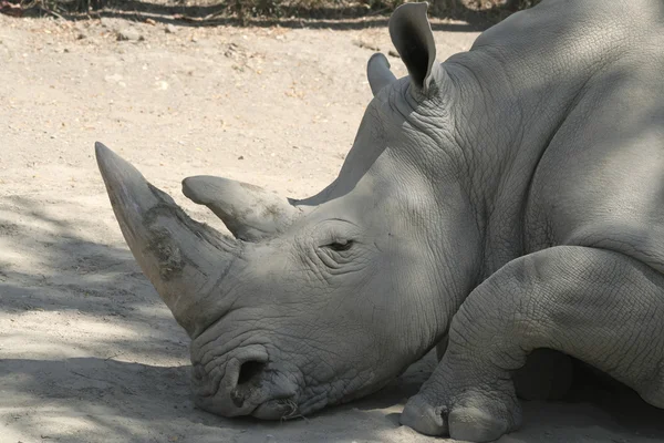 Beyaz rhino baş shot — Stok fotoğraf