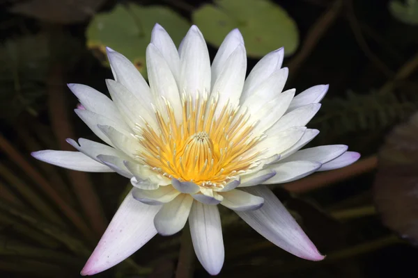 Close up of White and Purple Waterlily — Stock Photo, Image