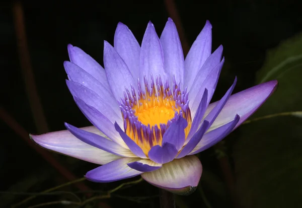 Púrpura Waterlily — Fotografia de Stock