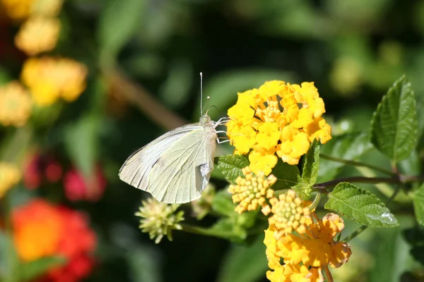 Col mariposa blanca en flor de lantana amarilla —  Fotos de Stock