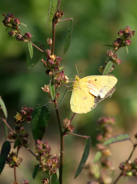 Hermosa mariposa amarilla alimentándose de plantas silvestres — Foto de Stock