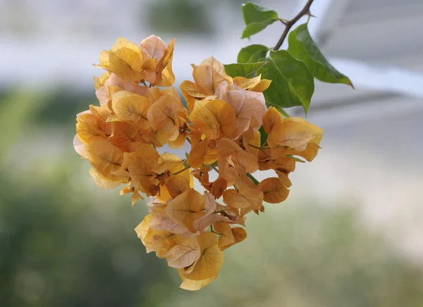 Oranje Bougainvillea bloemen met onscherpe achtergrond — Stockfoto