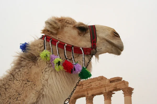Camelo Branco nas Ruínas de Palmyra — Fotografia de Stock