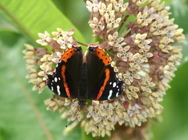 Ammiraglio Rosso Farfalla (Vanessa atalanta) su fiore di lattuga — Foto Stock