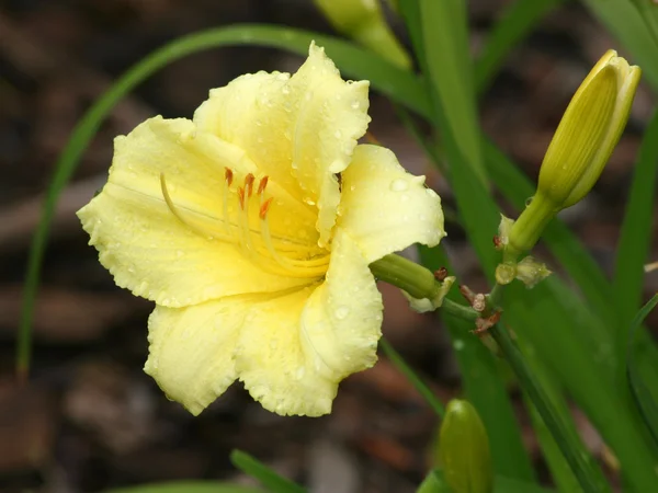 Día amarillo lirio con gotas de lluvia — Foto de Stock