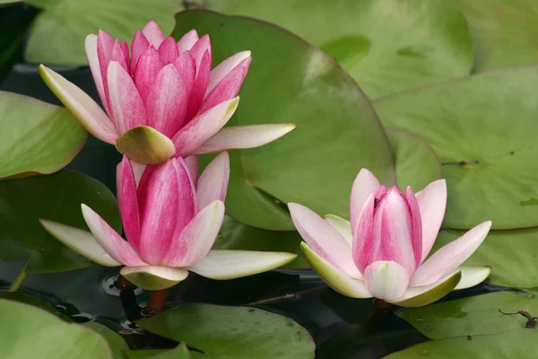 Pink Waterlilies with green lily pads — Stock Photo, Image