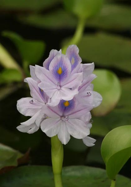 Purple Water Hyacinth with green lily pads — Stock Photo, Image