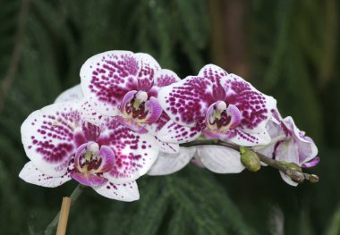 güzel orkide çiçekler