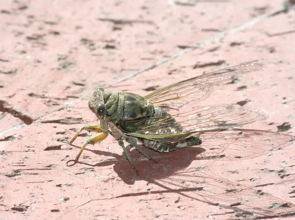 Крупним планом cicada — стокове фото