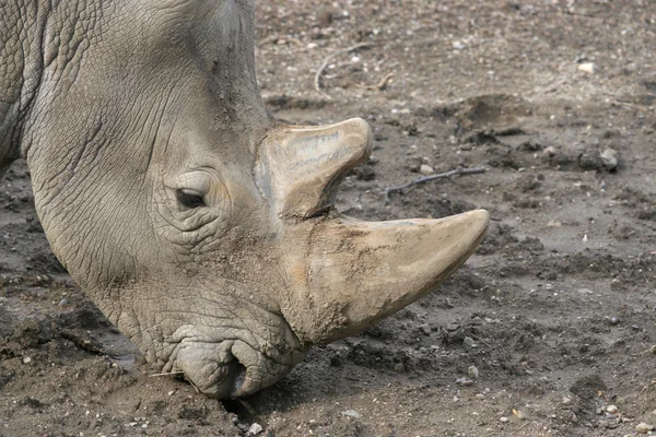 Head shot of White Rhino — Stock Photo, Image