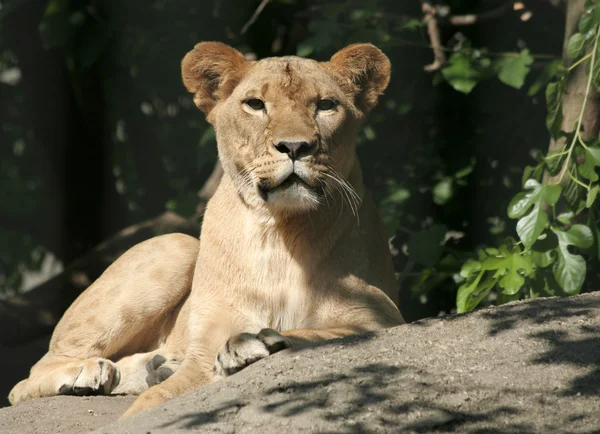 Female Lion sitting on Rock — Stock Photo, Image