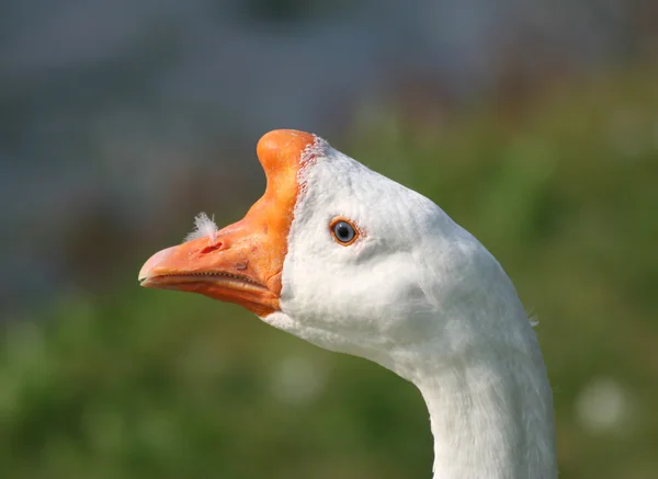 Cabeza de ganso blanco — Foto de Stock