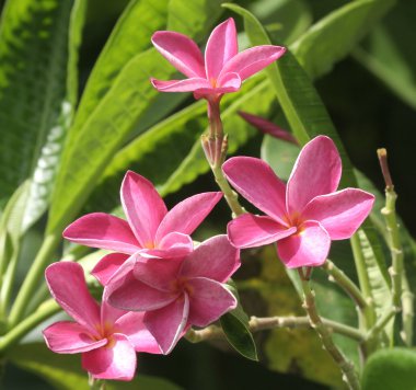 pembe plumeria çiçekler