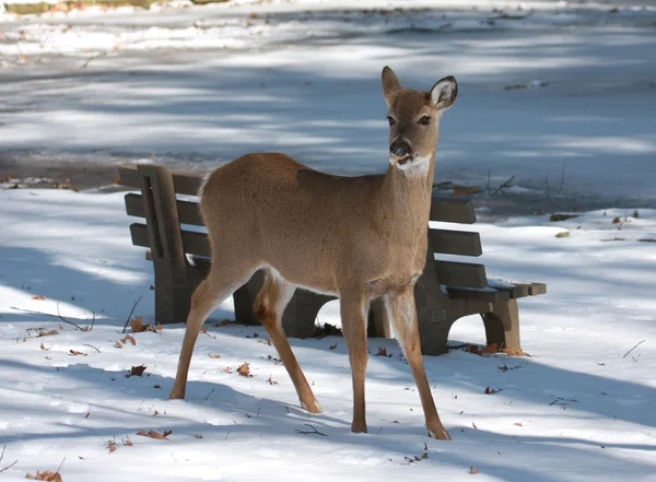 Белохвостый олень ест еду в парке на снегу — стоковое фото