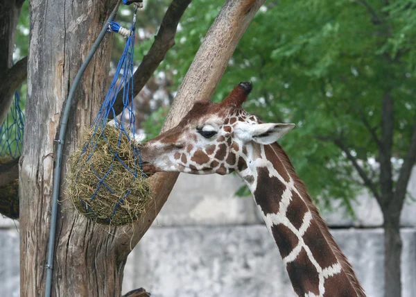 Ładny żyrafa karmienie w zoo — Zdjęcie stockowe