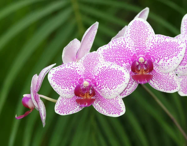 Mooie orchideeën met groene plant achtergrond — Stockfoto