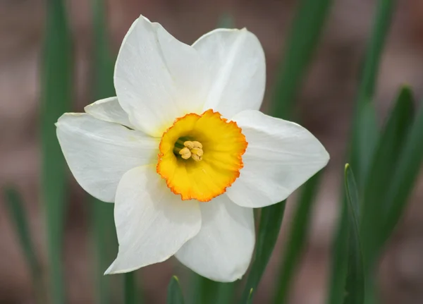 Narciso blanco — Foto de Stock